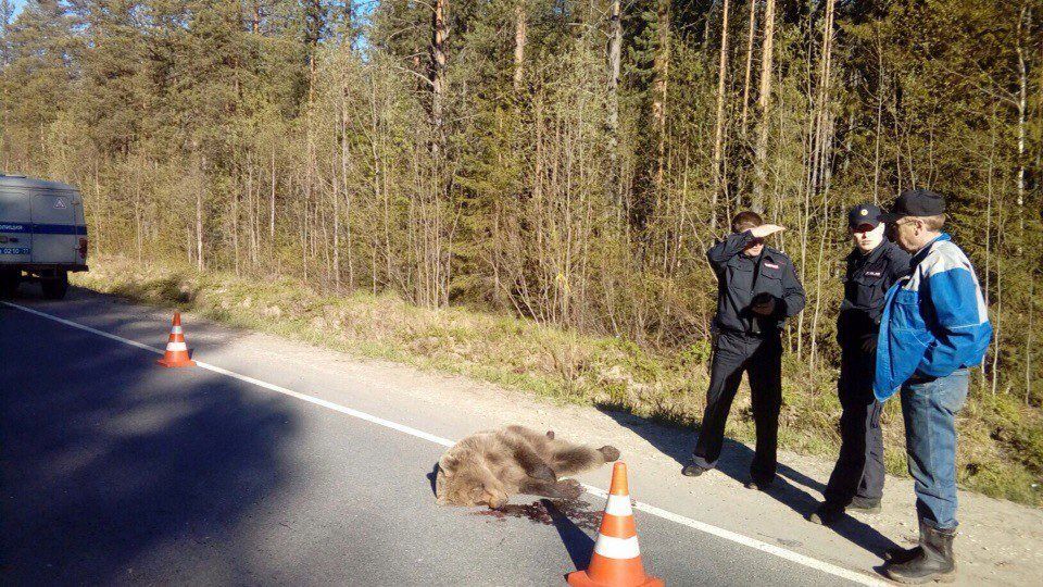 Близ Рыбинска водитель насмерть сбил медвежонка