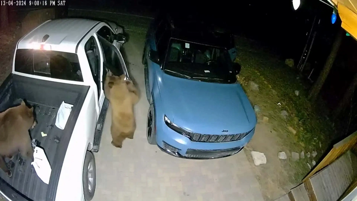 Посмотрите, как голодные медведи запросто открывают машины и обворовывают их