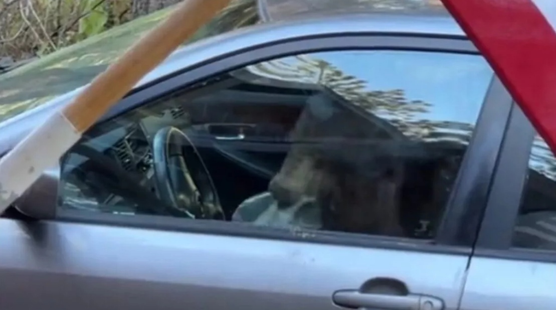 Медведь сеет хаос внутри Toyota Corolla женщины, запершись внутри