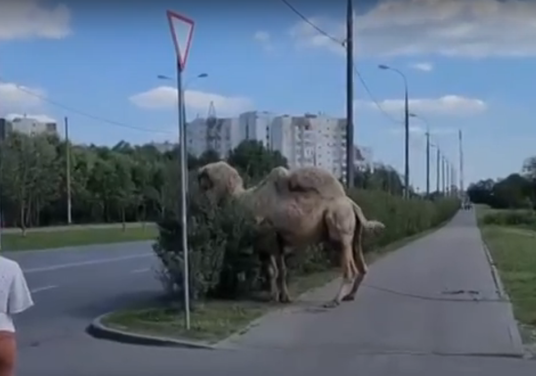 Неожиданное "транспортное средство" в виде верблюда появилось на улицах Москвы