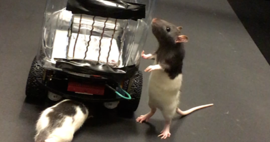 Зачем ученые учат крыс, как водить машину?