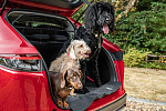 Компания Honda представила автомобильные аксессуары для собак