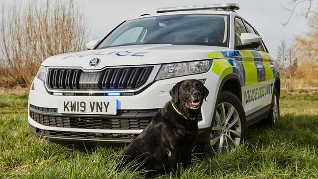 Skoda Kodiaq будет использоваться для перевозки полицейских собак